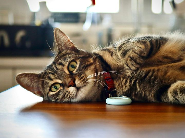 Tabby cat lounging on the floor near a remote control system, wearing a GPS tracker