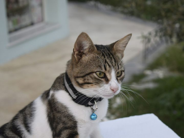 Brazilian Shorthair cat with a collar sitting and staring upfront