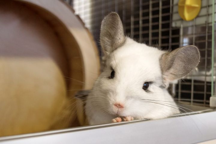 Cute chinchilla of white color is sitting in its house and looking into the camera, front view.