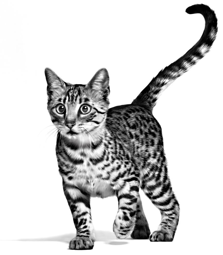 Royal Canin