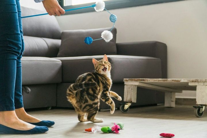 kot bawiący się laserem