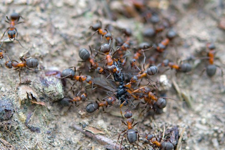 latające mrówki w domu