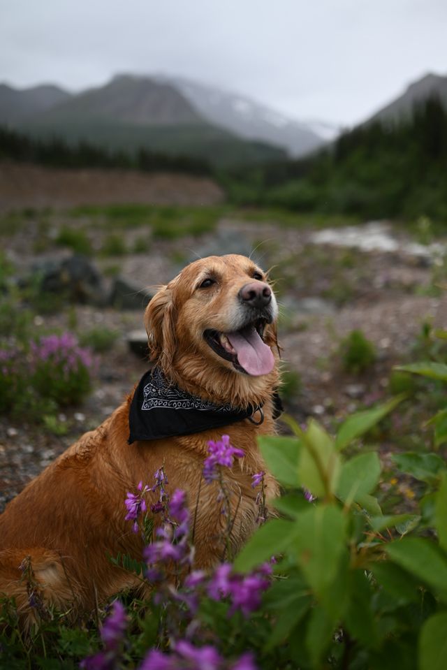Nikon