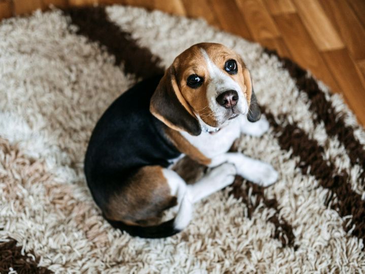 Puppy Diseases, Common Illnesses to Watch for in Puppies. Sick Beagle Puppy is lying on dog bed on