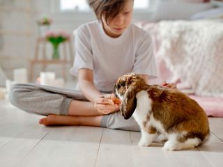 króilik dla dziecka