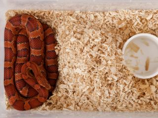 wąż zbożowy hodowla