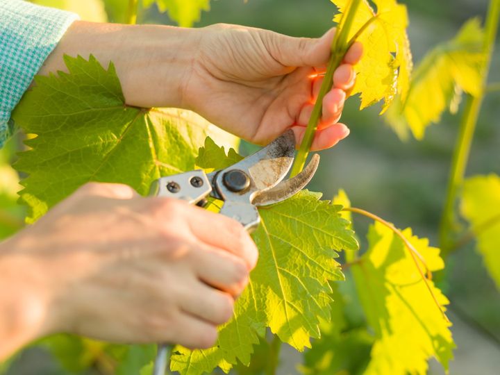 jak przycinać winogrono na wiosnę
