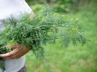 Koper – właściwości, działanie i stosowanie tej wyjątkowej rośliny
