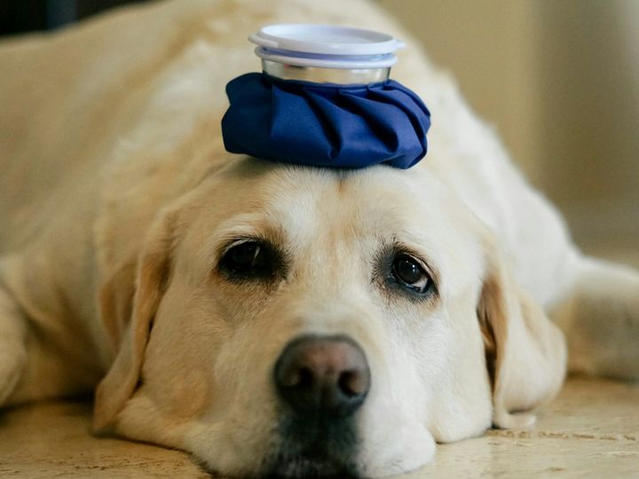 Blue ice pack on a sick dog’s head