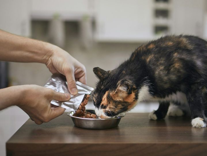 Cat eating from bowl at home