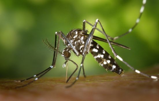 Komary Aedes przenoszące wirus Zika