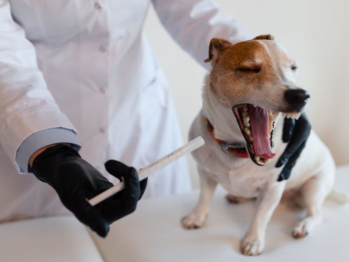 A veterinarian in a white uniform gives medicine to a Jack Russell Terrier, demonstrating the