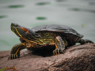 Żółw wodno-lądowy w dom