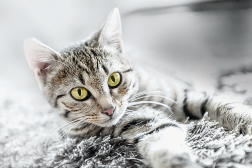 Eukanuba Про бренд