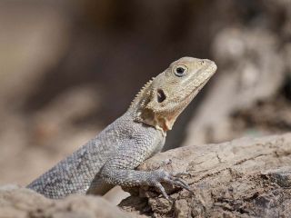 Agama brodata hodowla