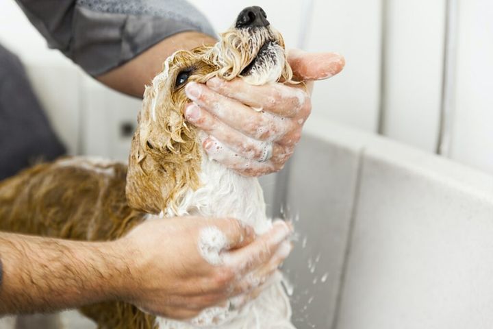 Jak często myć psa?