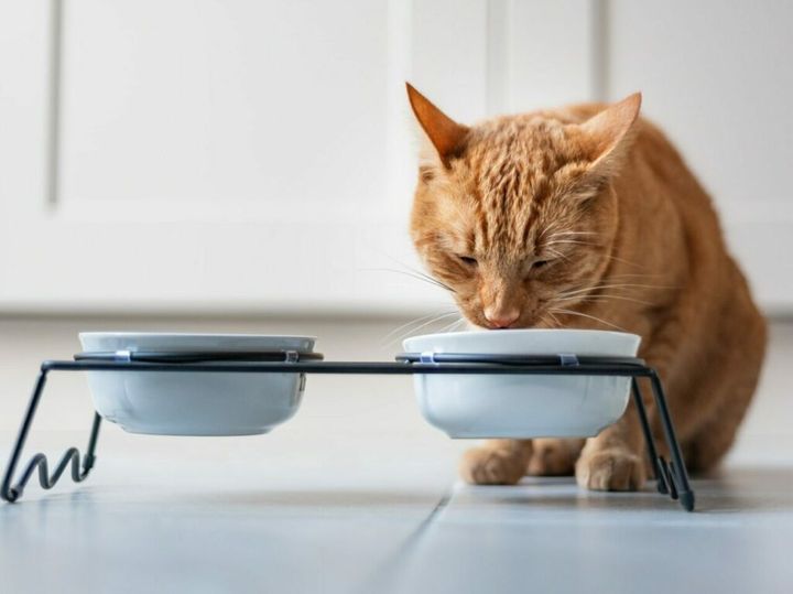 ranking karm dla kotów