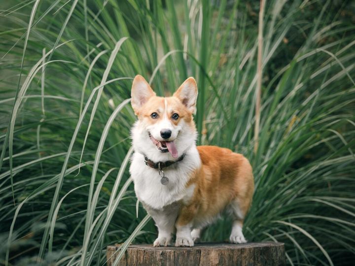 pies corgi