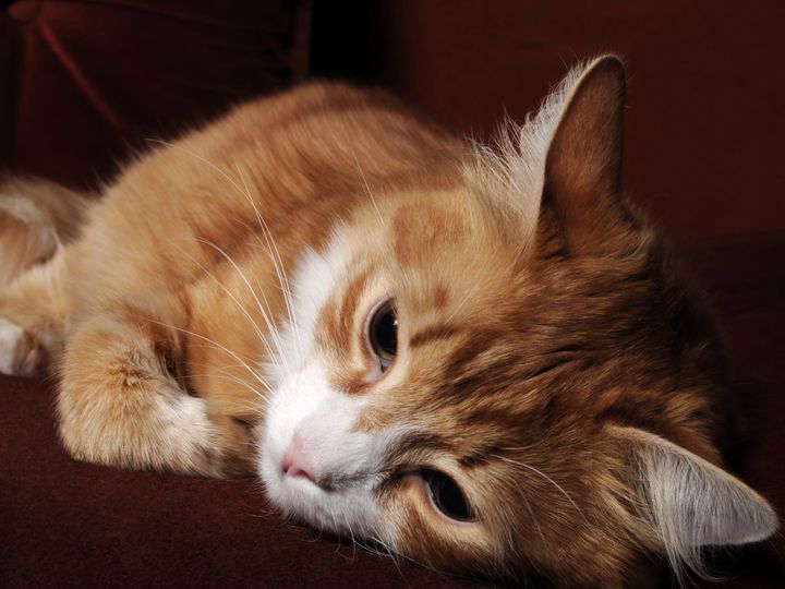 Sick red cat lying on the couch