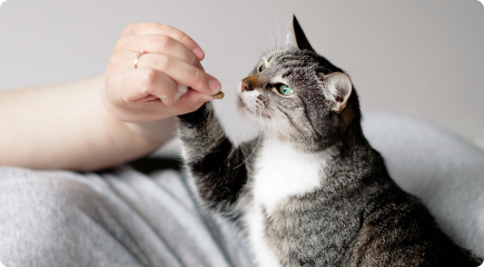 Vet Expert