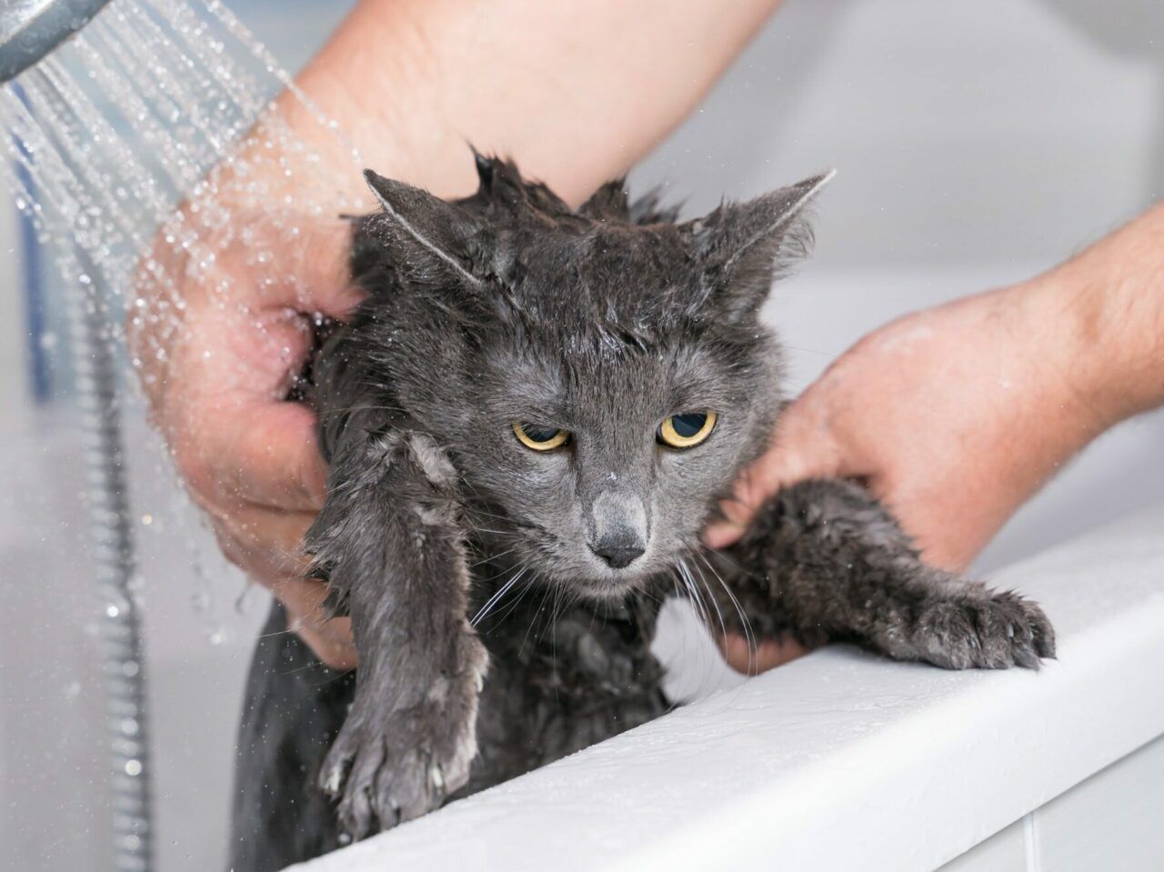 Купание котенка. Мокрая кошка. Гигиена кошек. Кота купают. Мокрый котенок.