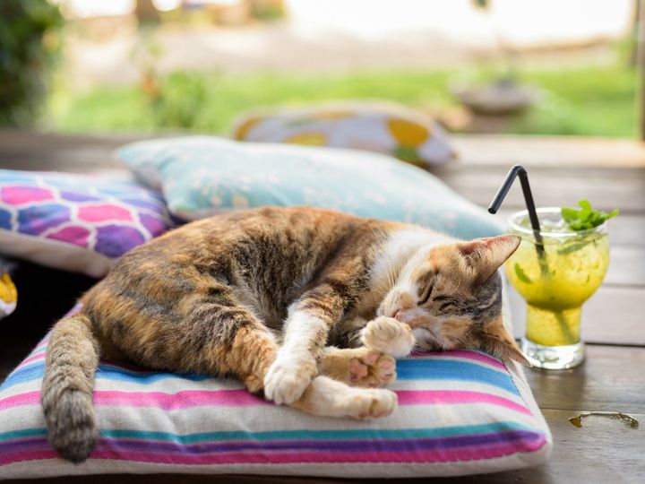 Cute Calico Cat Sleeping On The Cushion