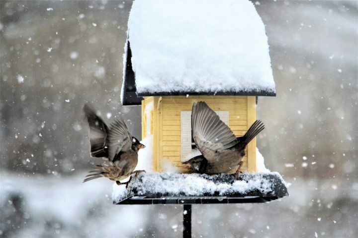 Winter bird feeder two sparrows