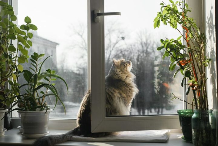 Fluffy gray cat sitting on windowsill and looking out of an open window, indoors. Domestic cat of