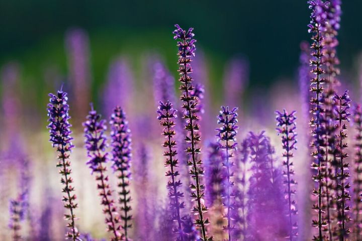 Purple Salvia nemorosa flowers in summer