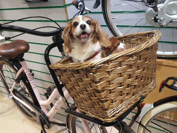 koszyk na rower dla psa