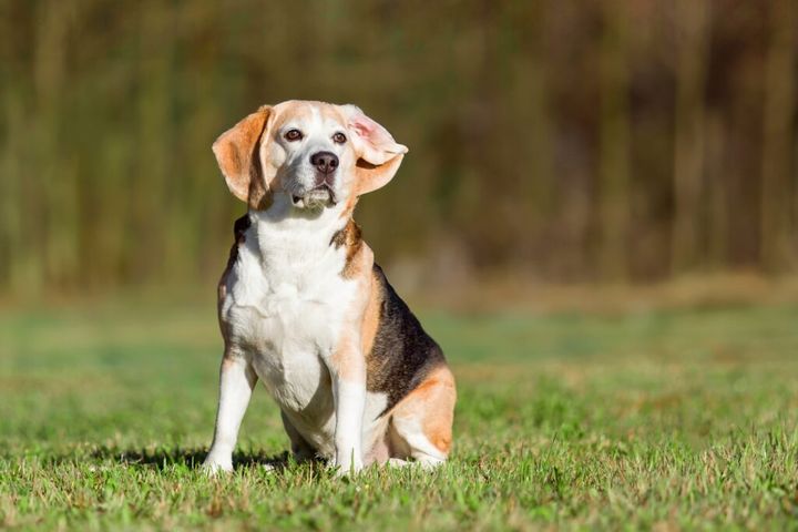 Beagle