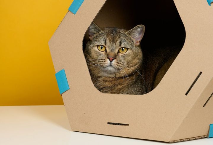 An adult straight-eared Scottish cat sits in a brown cardboard house for games and recreation