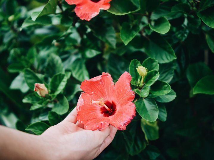 Reaching out to a Hibiscus flower