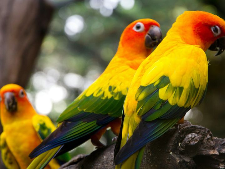 Portrait of sun conure