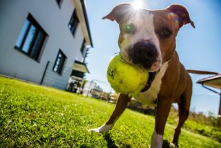 Flyball – co to jest? Jakie szelki, jakie zasady?