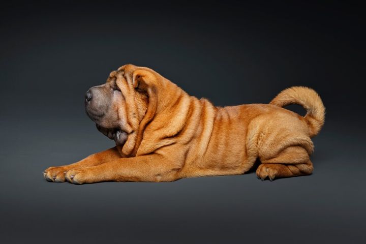 beautiful shar pei puppy