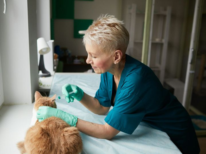 Vaccination against rabies for cat