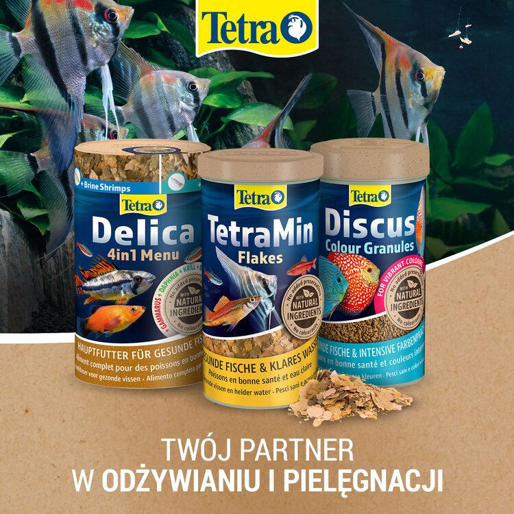 Tetra asortyment - 6