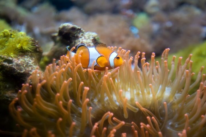 Clown Anemonefish, Amphiprion percula, swimming among the tentac
