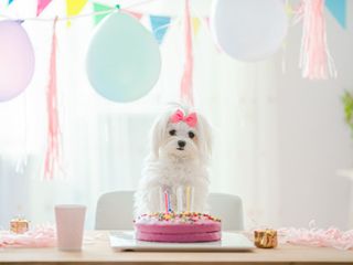 Jaka najlepsza karma dla maltańczyka na zacieki?
