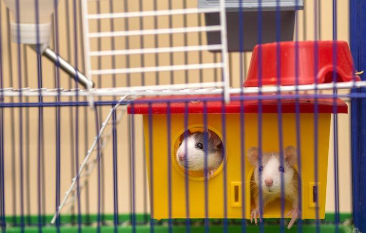 Two funny white and gray tame curious mouses hamsters with shiny eyes