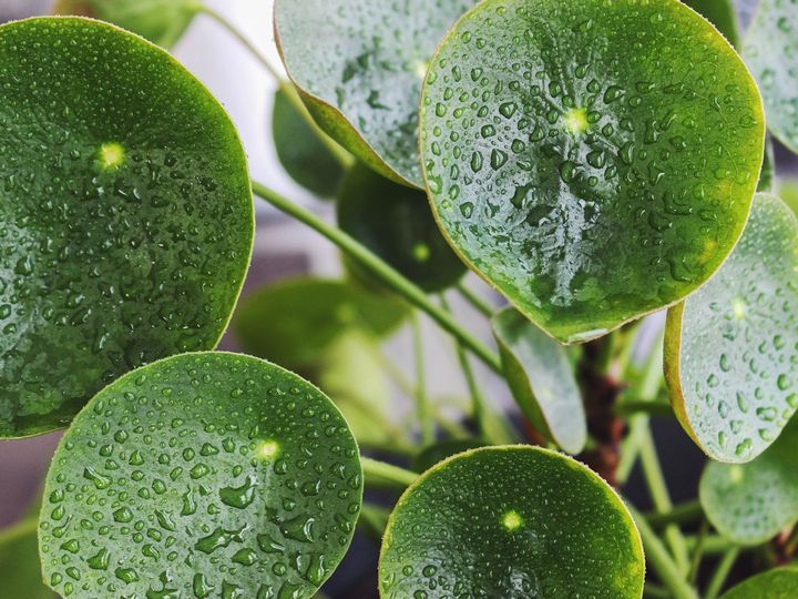 pilea