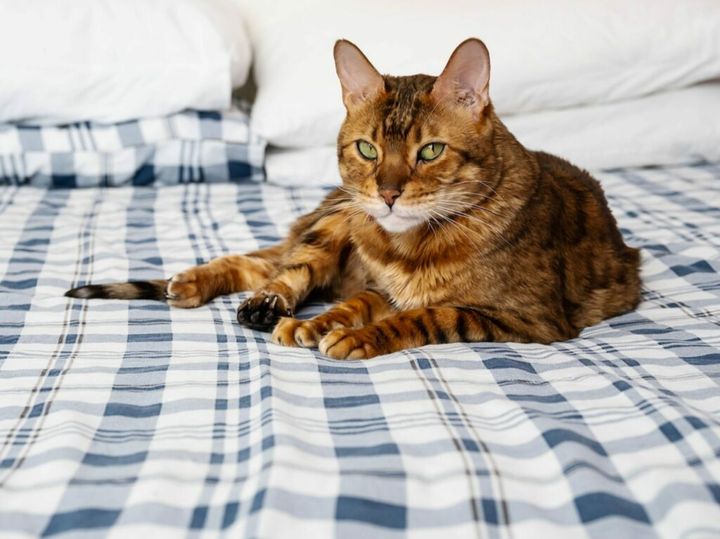 kot sika na łóżko