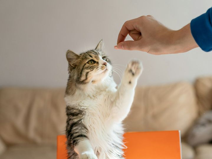 hungry cat climbs on the table in search of food