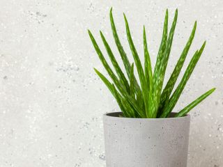 Aloes – pielęgnacja, jaka ziemia, kwitnienie, rodzaje 