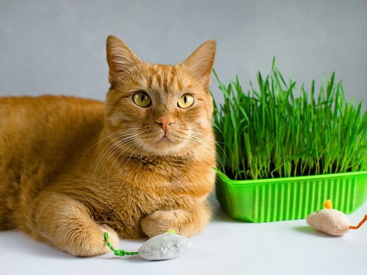 Ginger, red cat eat green grass. green juicy grass for cats, sprouted oats useful for cats.