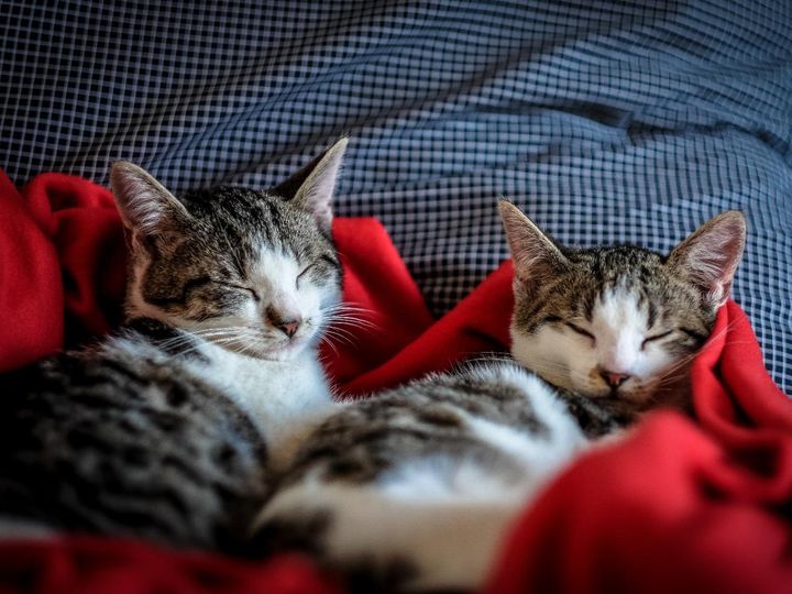 dwa koty w domu