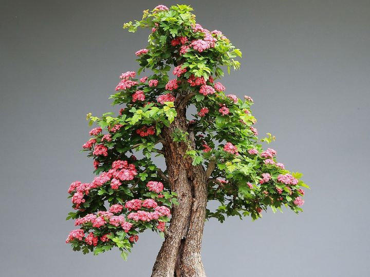 Drzewko bonsai do domu