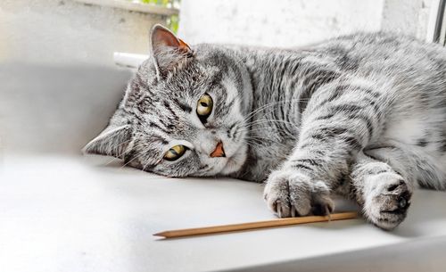 Eukanuba Co nas wyróżnia