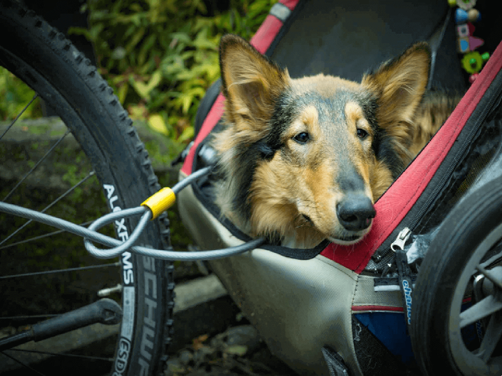 wózek dla psa